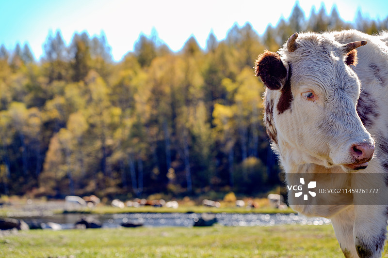 奶牛图片素材