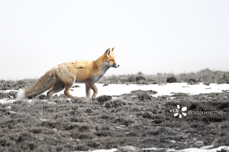 赤狐 摄于甘肃祁连山图片素材