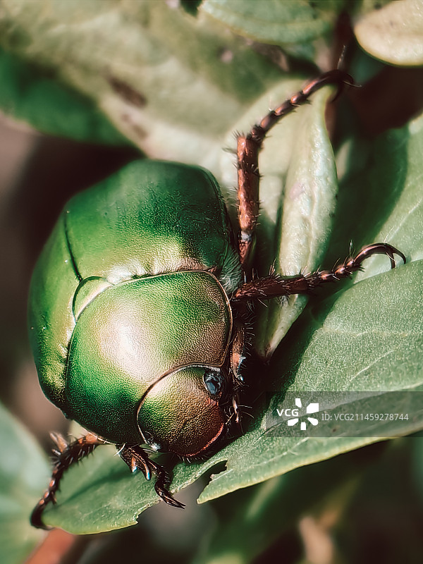 昆虫微距图片素材