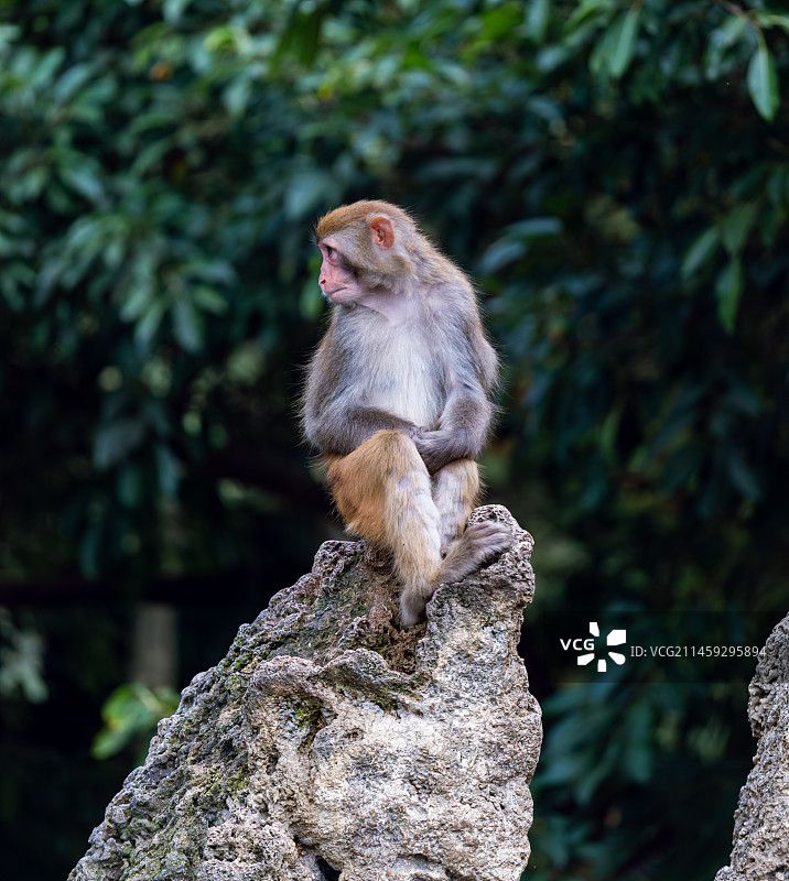 动物园的猕猴图片素材