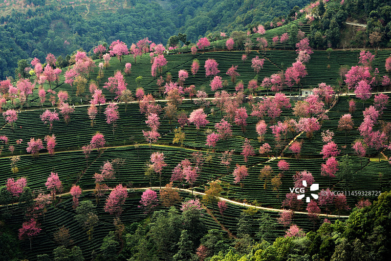 无量山冬樱花图片素材