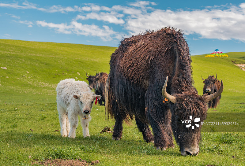 青海湖大草原上的牦牛图片素材