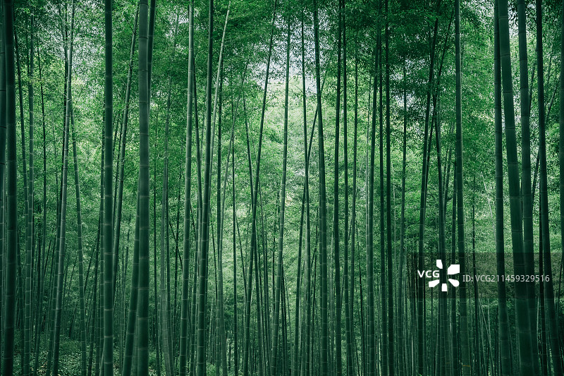 竹海图片素材