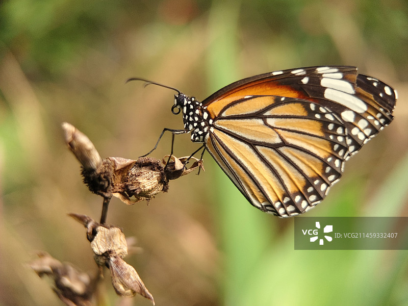 枯叶上的斑蝶，悲秋乎？恋秋乎？图片素材