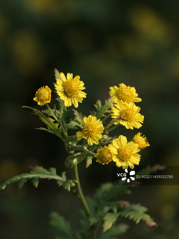 秋天的甘菊开的美图片素材