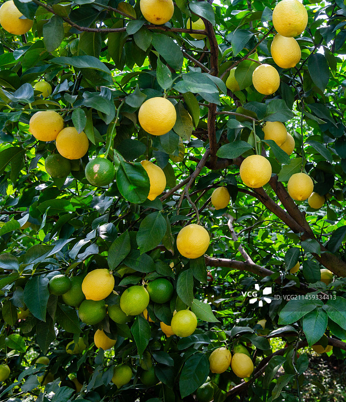 飘香的黄金水果：四川安岳柠檬图片素材