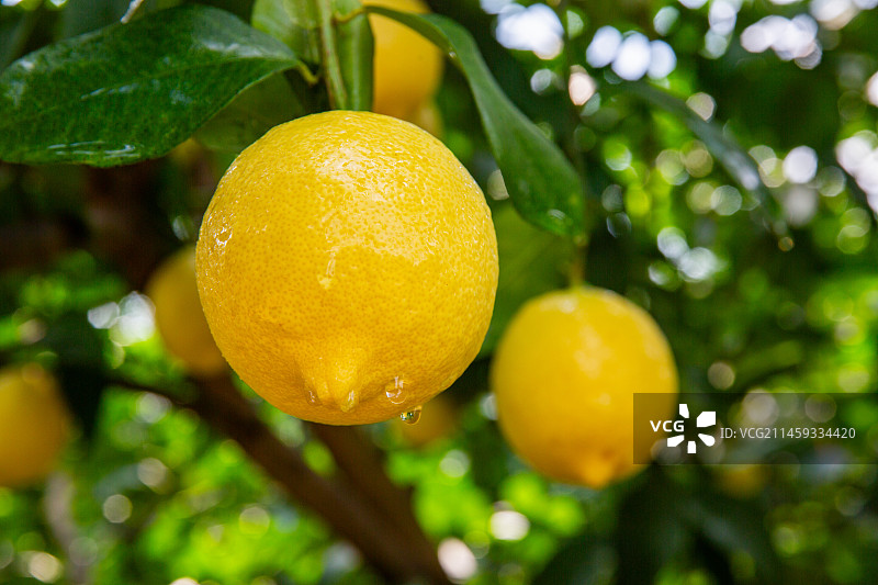 飘香的黄金水果：四川安岳柠檬图片素材