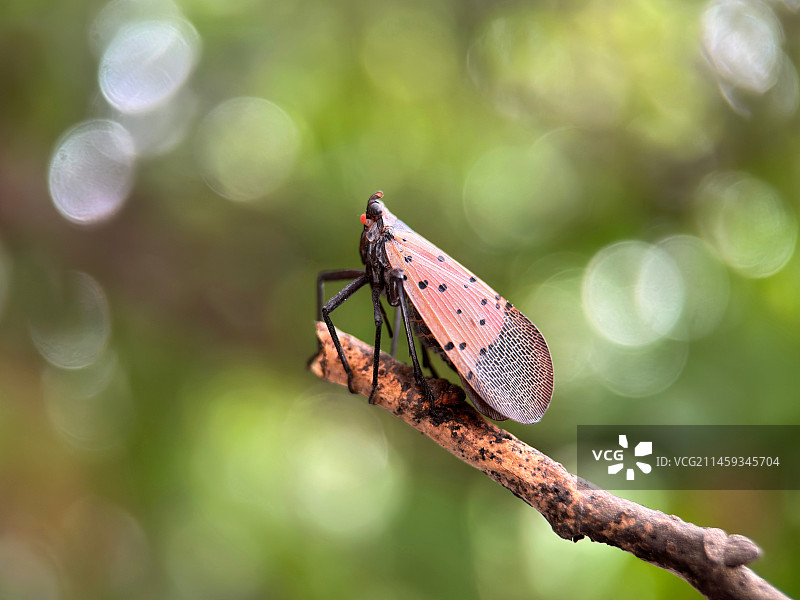 斑衣蜡蝉图片素材