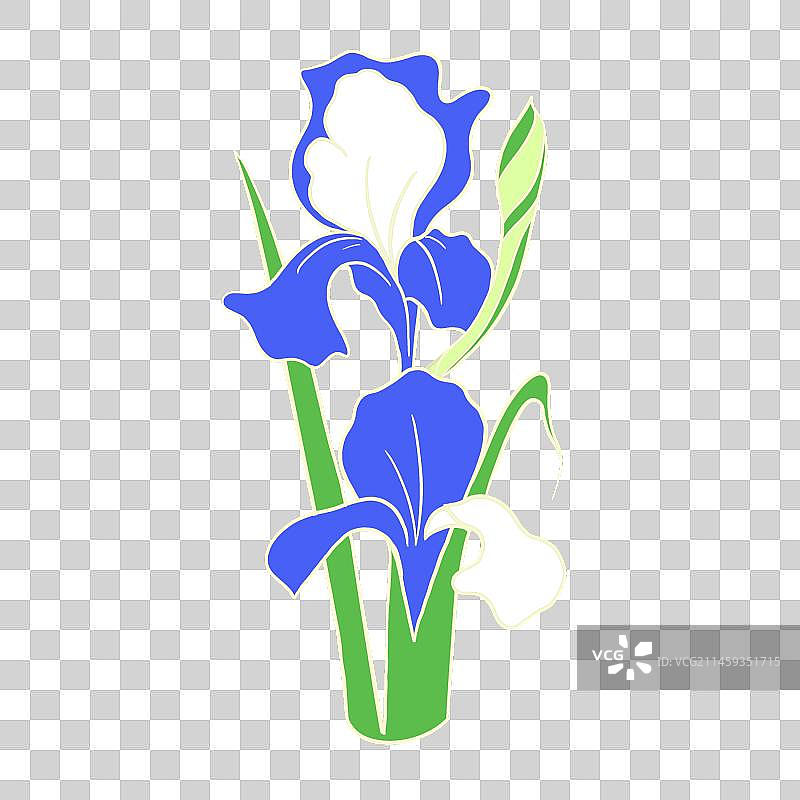 花蝶蓝 鸢尾花插画图案设计图片素材