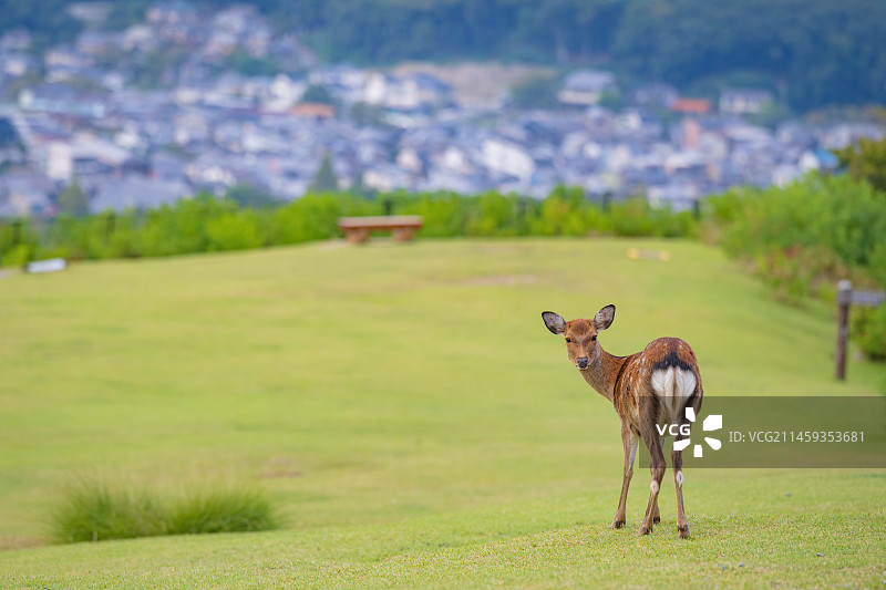 奈良见鹿 若草山鹿回头图片素材