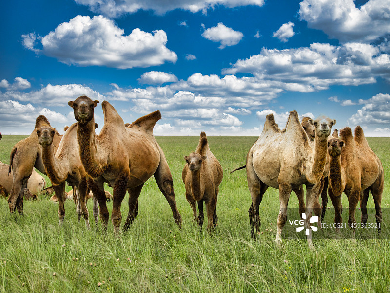 内蒙古呼伦贝尔草原蓝天白云骆驼图片素材