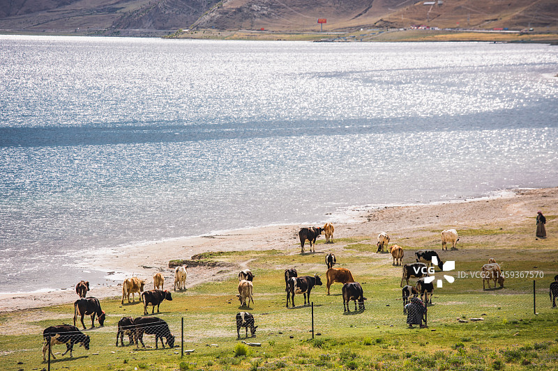 西藏羊卓雍错湖边，牛群图片素材