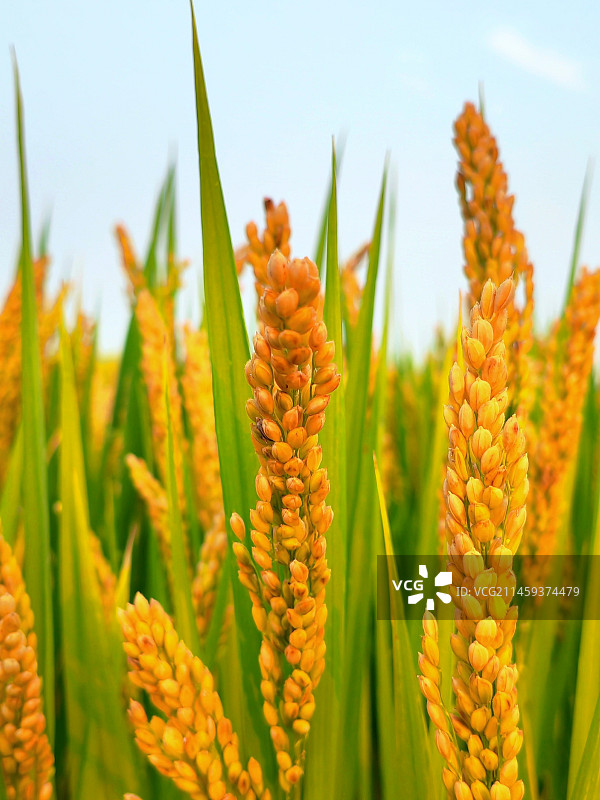 布谷一声粳稻香图片素材