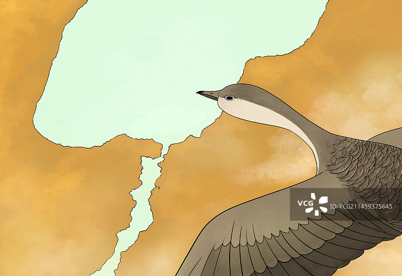 秋天的大雁图片素材