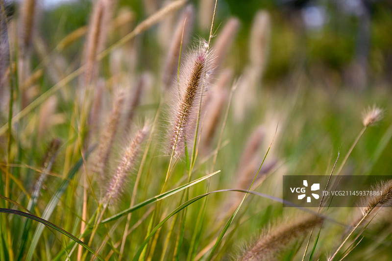 狗尾草图片素材