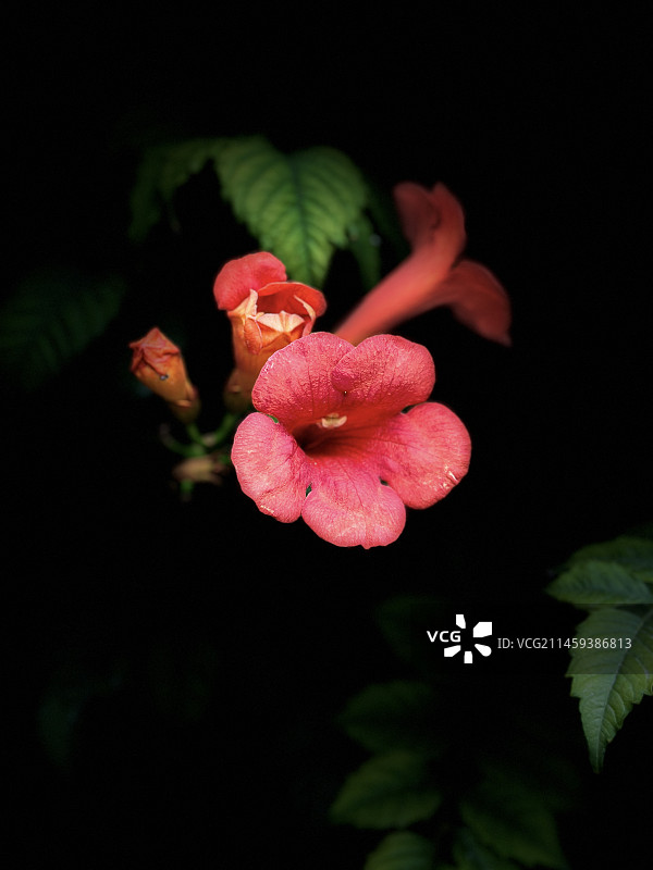 凌霄花图片素材