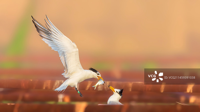 中华凤头燕鸥图片素材