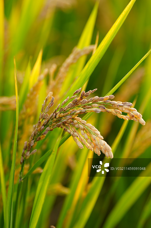 成熟的水稻图片素材