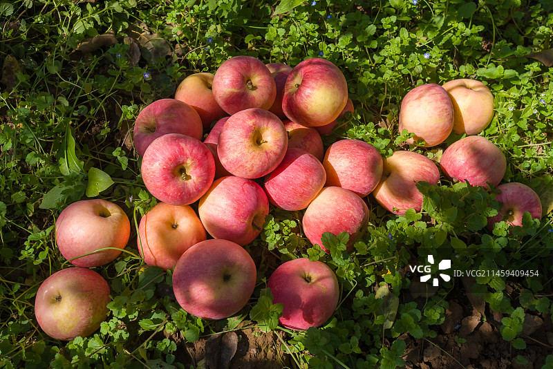 绿草地上阳光照射的红苹果，农场农村农业丰收，水果图片素材