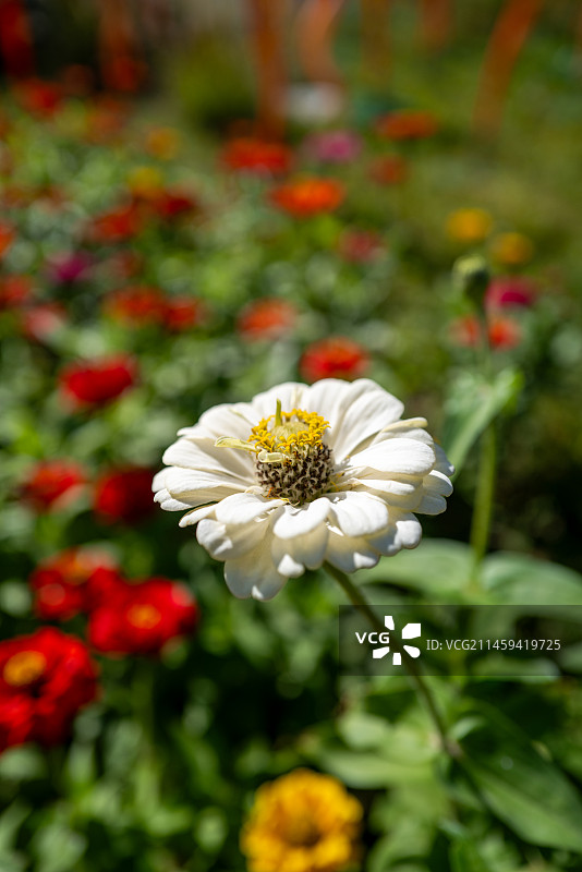 公园里白色开花植物的特写镜头——百日菊图片素材
