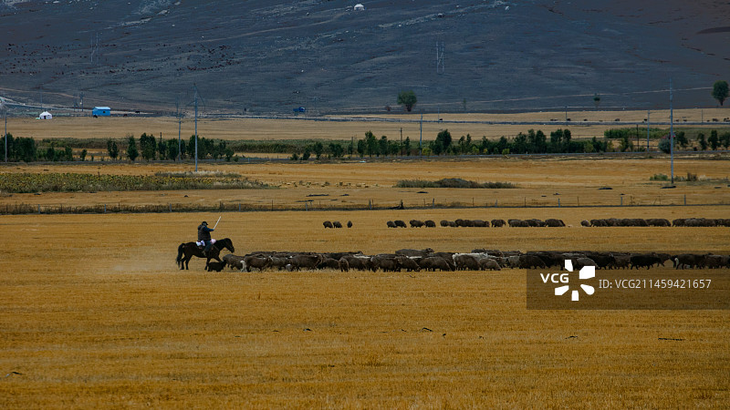 在草场上放牧的牧马人图片素材