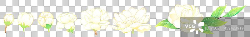 茉莉花图片素材