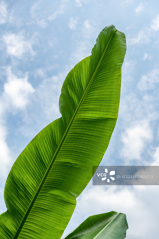 芭蕉叶对天的低角度视图图片素材