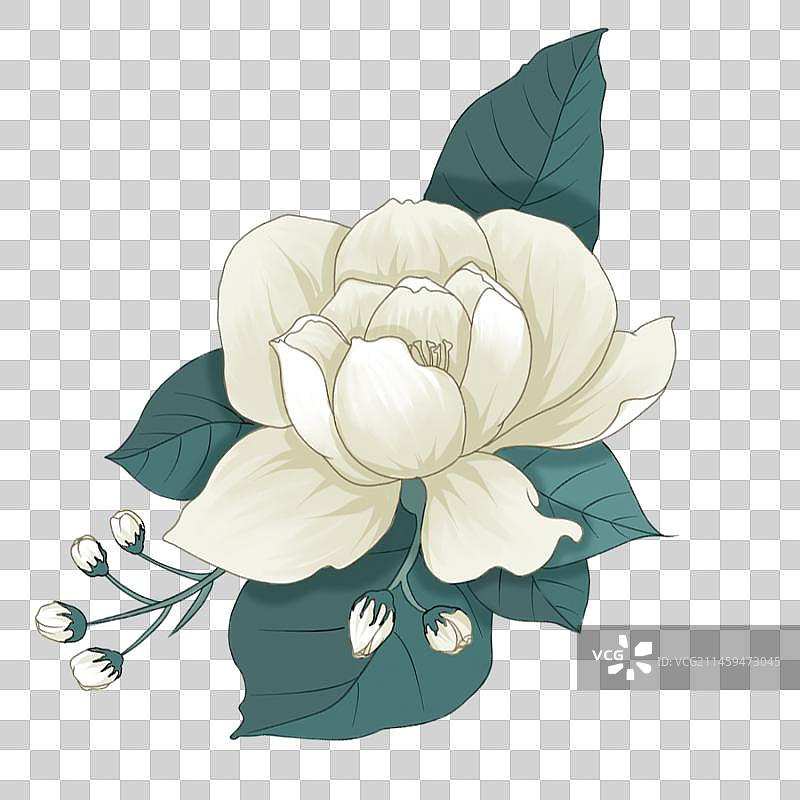茉莉花图片素材