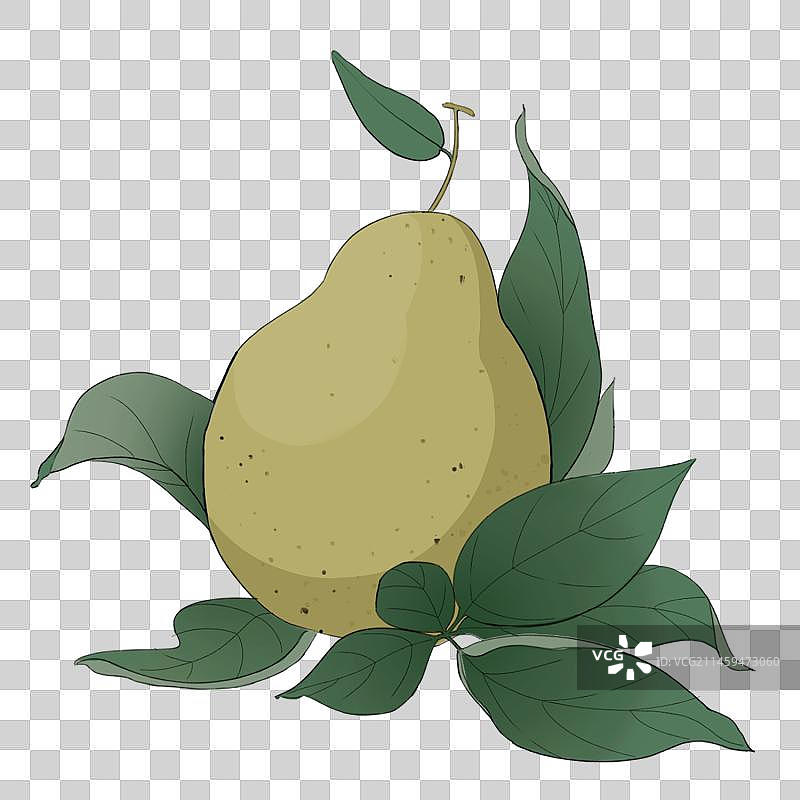 鹅梨免扣插画图片素材