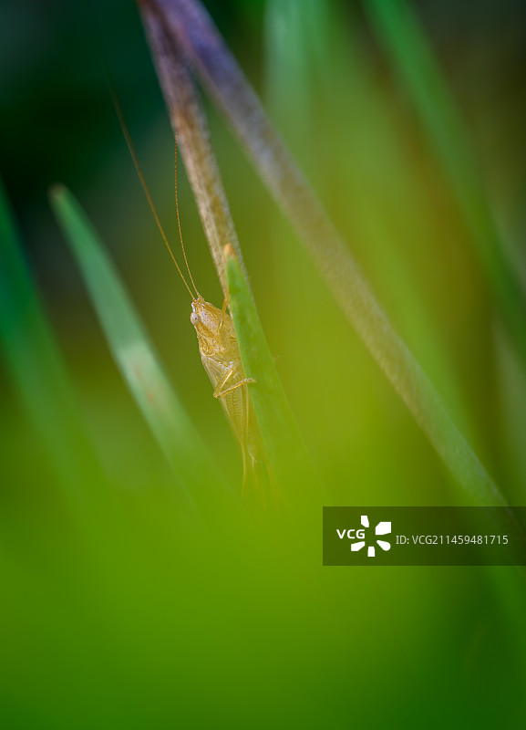 秋天的黄色蝈蝈图片素材