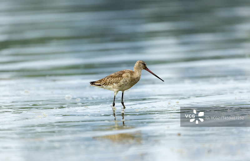 滩涂上觅食的黑尾塍鹬图片素材