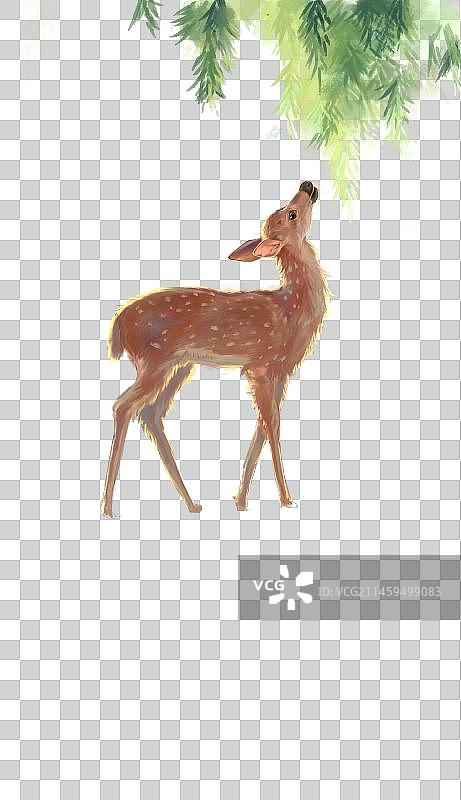 梅花鹿 素材图片素材