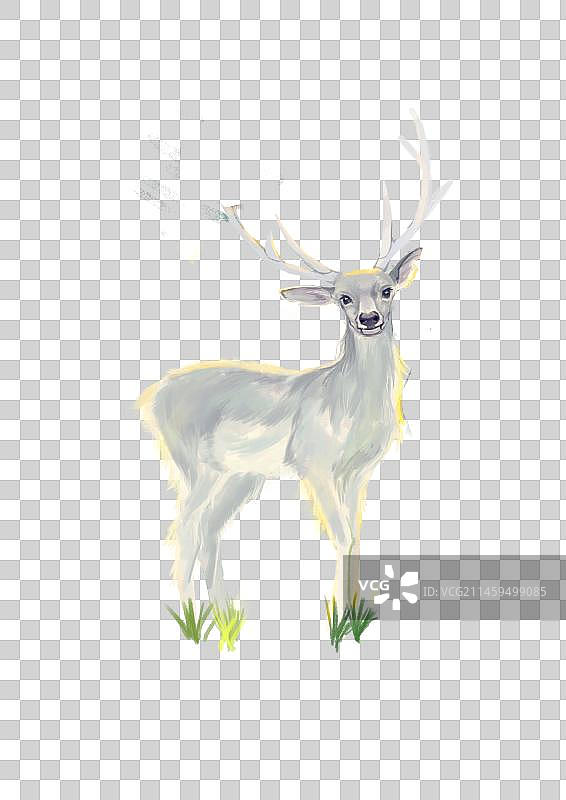白鹿图片素材