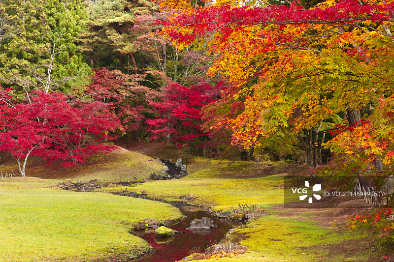 毛越寺与秋叶，平泉，岩手县，日本图片素材