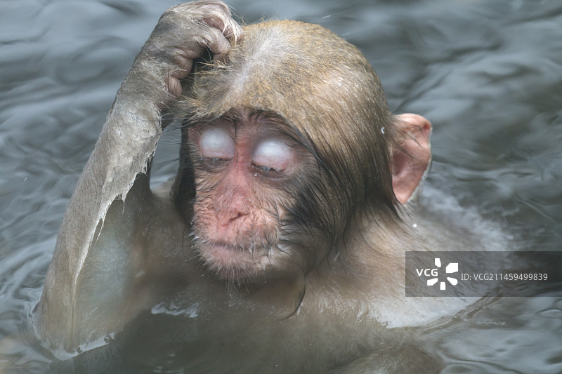 日本长野县山之内地狱谷温泉中挠头的幼猴图片素材