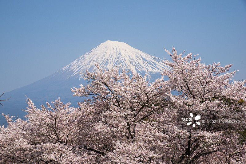 日本静冈县岩本山公园和富士山的樱花图片素材