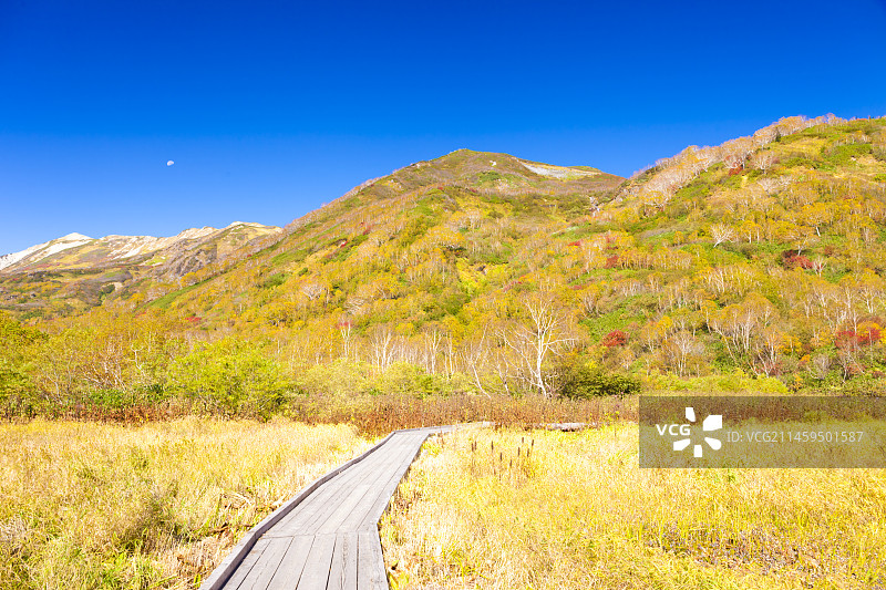 日本栂池自然公园的小径，长野县北安昙郡小谷村图片素材