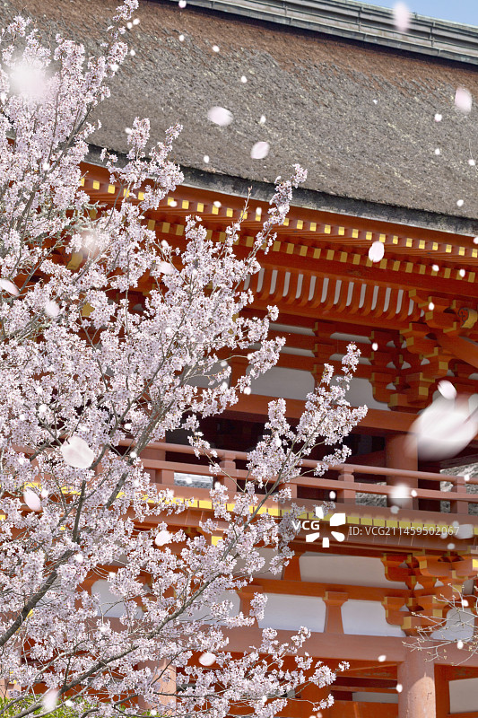 日本京都下鸭神社与樱花图片素材