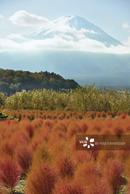日本大石公园的扫帚草和山图片素材