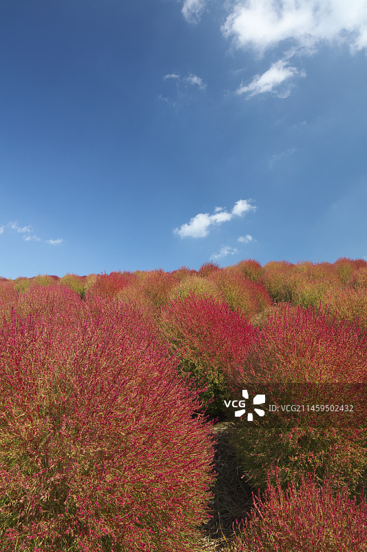 日本茨城县日立海滨公园的秋叶图片素材