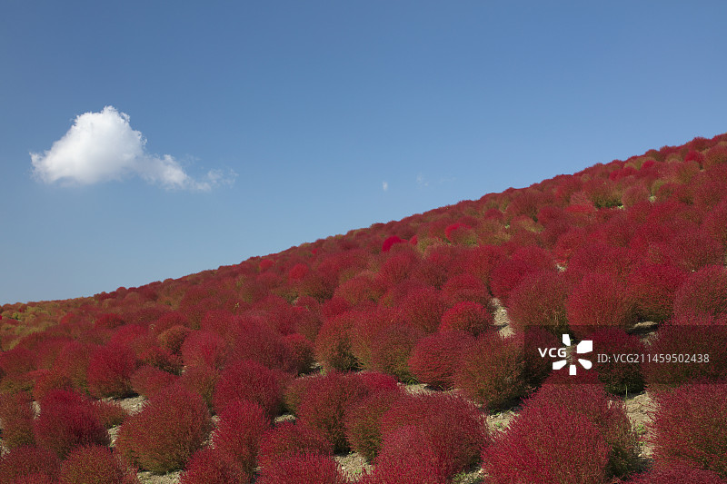 日本茨城县日立海滨公园的秋叶图片素材