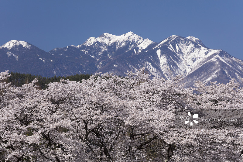 日本山梨县北杜市真原与八岳的樱花树图片素材