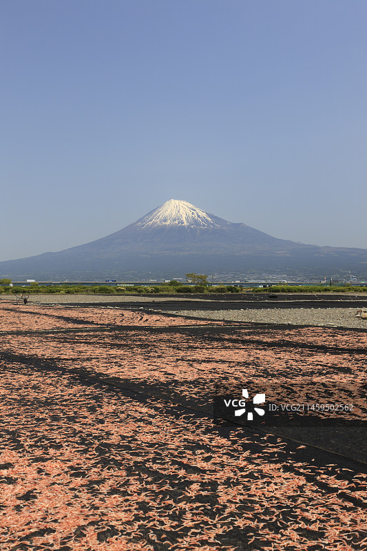 日本静冈县富士山樱花虾干图片素材