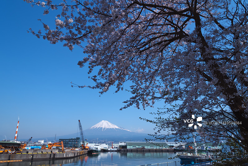 世界遗产富士山、田子之浦港和蓝色天空下的樱花，日本静冈县富士市图片素材