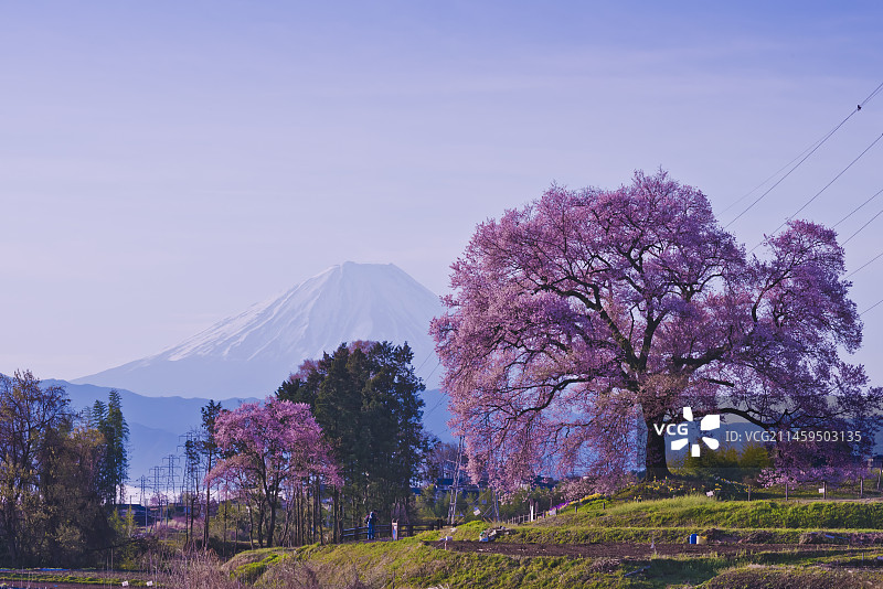 日本山梨县韮崎市wani冢和富士山的樱花图片素材