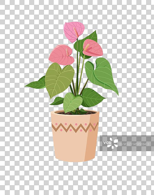 植物红掌图片素材