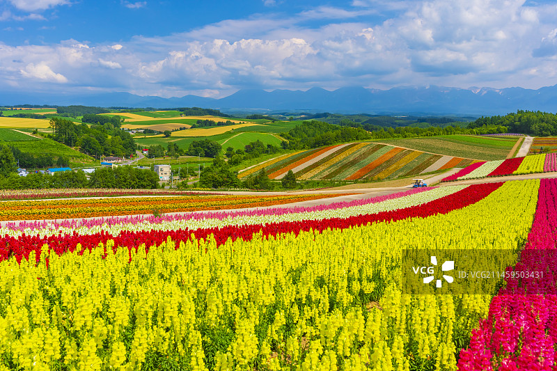 日本北海道美瑛四季彩之丘与十胜山脉图片素材