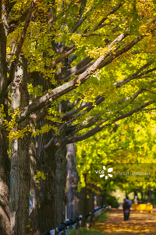 日本东京昭岛昭和纪念公园的银杏树图片素材