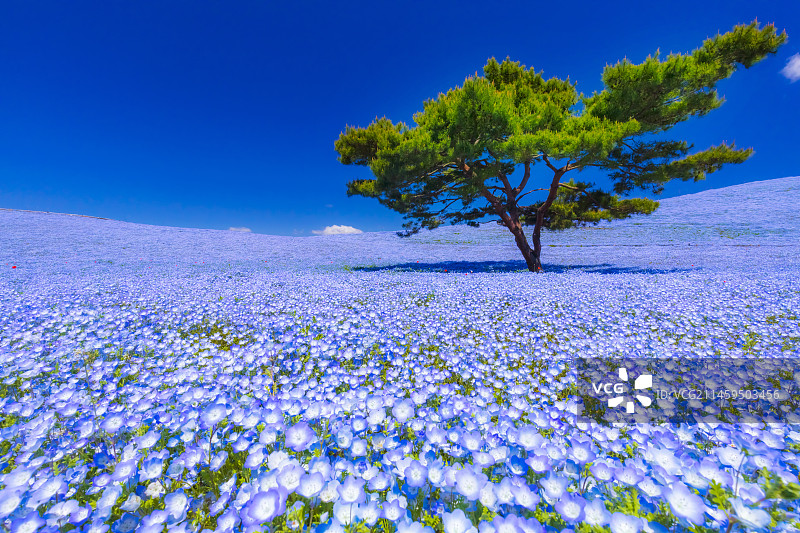日本茨城县日立海滨公园的粉蝶花图片素材