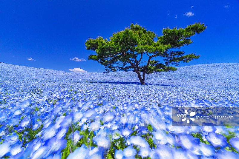 日本茨城县日立海滨公园的粉蝶花图片素材